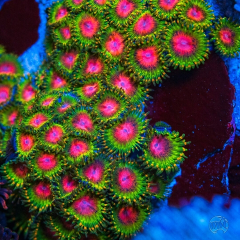 Awesome Blossom Zoanthids – San Hô Zoanthid Đặc Sắc Cho Bể Cá Biển