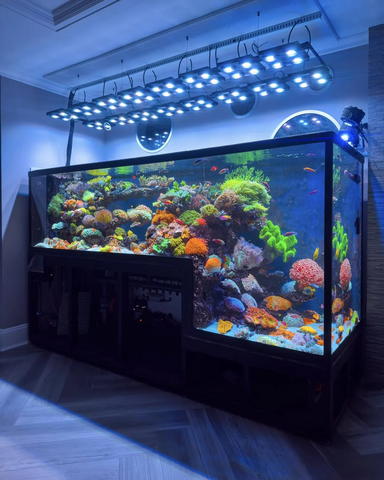Đèn LED San Hô Illumagic X4 Limited Edition Platinum White