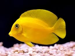 Cá Bê Vàng – Lemon Tang | Cá Cảnh Biển Màu Vàng Sáng, Không Ăn San Hô, Dễ Nuôi