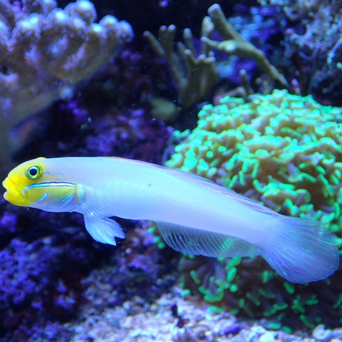 Cá Bống Cát Đầu Vàng – Sleeper Gold Head Goby | Cá Cảnh Biển Làm Sạch Cát Đáy