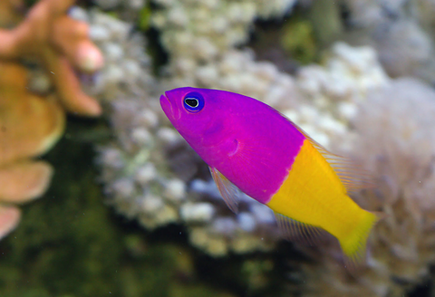 Cá Bống Hai Màu – Bicolor Dottyback | Cá Cảnh Biển Nhỏ, Màu Sắc Nổi Bật, Dễ Nuôi