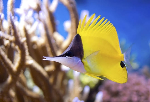 Cá Chim Sâu – Yellow Longnose Butterflyfish: Vẻ Đẹp Sang Trọng Cho Hồ Cá Biển Cao Cấp