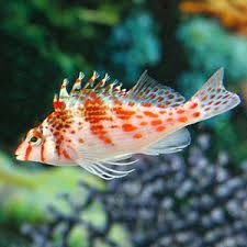 Cá Diều Hâu – Falco Hawkfish: Cá Cảnh Biển Độc Đáo, Dễ Nuôi Cho Hồ San Hô