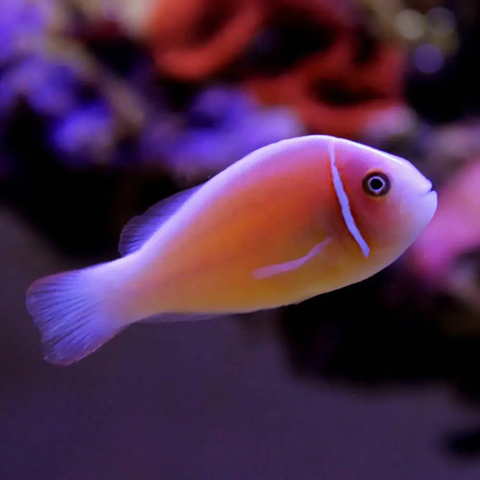 Cá Hề Hồng – Pink Skunk Clownfish | Cá Cảnh Biển Hiền Lành, Sống Với Hải Quỳ, Không Ăn San Hô