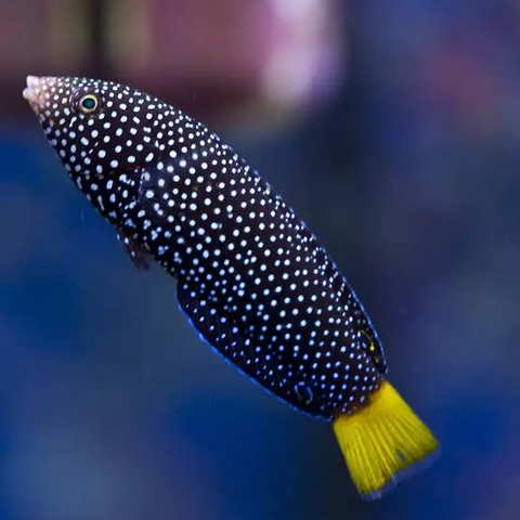 Cá Mó Kim Cương – Yellowtail Wrasse: Cá Cảnh Biển Hoạt Bát, An Toàn Cho Hồ San Hô