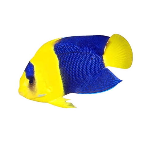 Cá Thiên Thần Hà Mỹ Nhân – Bicolor Angelfish: Vẻ Đẹp Nổi Bật Cho Hồ Cá Biển