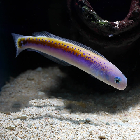 Cá Tilefish Oreni - Loài cá cảnh biển quý hiếm, ấn tượng