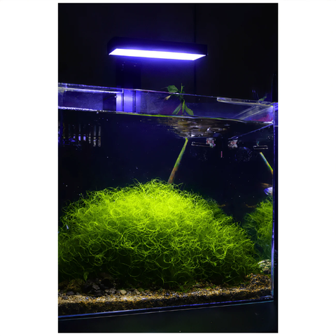 Đèn LED Refugium Illumagic Tini Nuôi Rong Bể Cá Biển