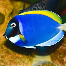 Cá Nẻ Nhật – Powder Blue Tang: Vẻ Đẹp Sống Động Của Biển Cả