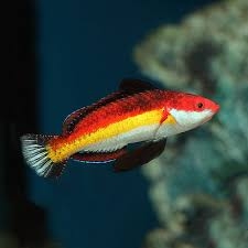 Cá Mó Naoko - Wrasse Naoko Fairy – Cá Biển An Toàn Cho Bể San Hô