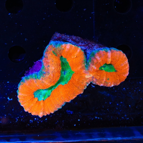 San Hô Não Rainbow Lobophyllia – Điểm Nhấn Màu Sắc Cho Bể Cá Biển Của Bạn