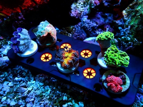 GIÁ ĐỠ FRAG SAN HÔ NAM CHÂM ZOOX CORAL FRAG PRO