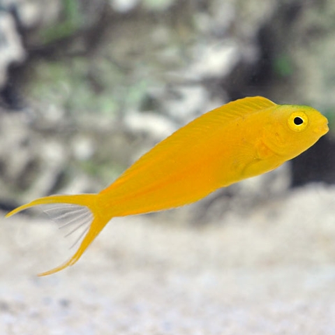 Canary Blenny – Cá Blenny Hoàng Yến Rực Rỡ Cho Bể Biển