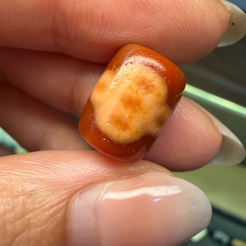 Tiny 5m hoa mai hhc gốc đá cổ
