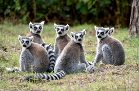 Madagascar: Khám Phá Thiên Đường Độc Đáo – Hành Trình Về Miền Hoang Dã