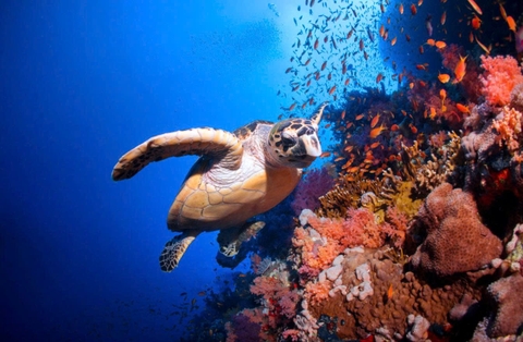 Palau: Khám Phá Thiên Đường Đại Dương — Trải Nghiệm Lặn Biển Có Một Không Hai