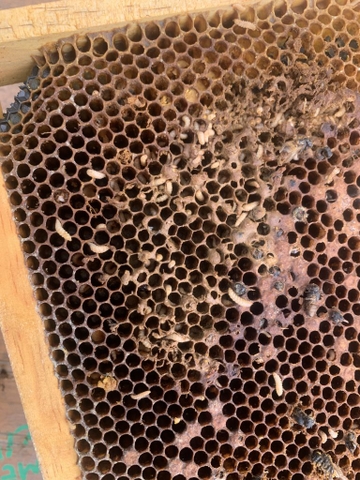 tại sao mật ong lại có mùi tanh