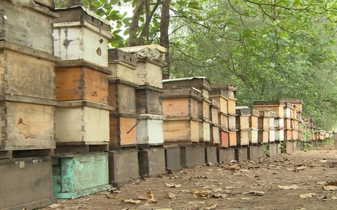 Tại sao nói mật ong nuôi thùng kế sạch sẽ hơn