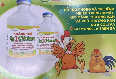 Kháng thể ig 1 Chicken SAECO 250ml