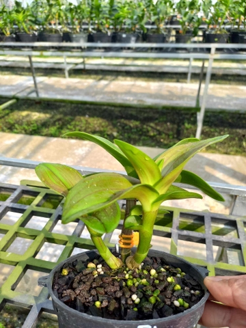 Metalaxyl Đỏ, sạch nấm từ trong ra ngoài - GÓI 100gram