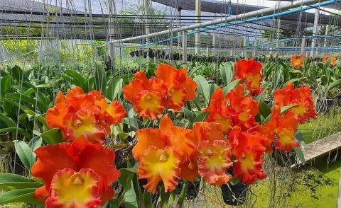 Phân bón Grow more GRO FOLAN NPK 1-18-18+TE Hoa đẹp, To Củ, Lớn Trái, Chắc Hạt