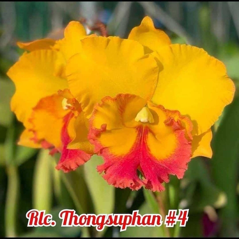 Lan Cattleya Tem Thongsupran Gold #4 chậu trưởng thành chờ hoa