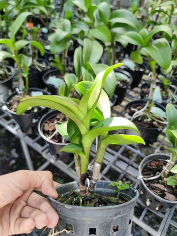 Lan Dendro Chớp Đỏ Tím, đột biến bảo hành mặt hoa.