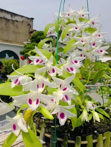 Dịch GE Đậu Phộng dinh dưỡng hữu cơ cho Lan và mọi cây trồng, chai 1lít