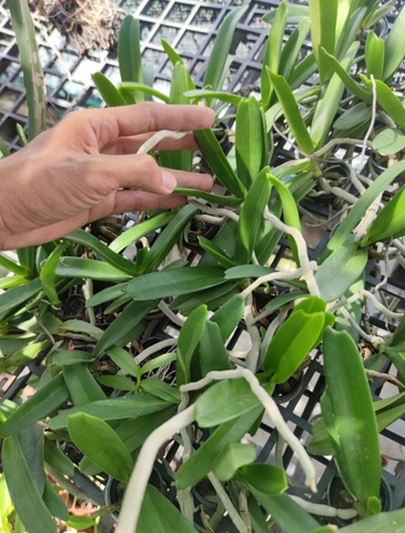 Lan Ngọc Điểm lá chỉ thiên (Lá Kiếm) cây size nhở