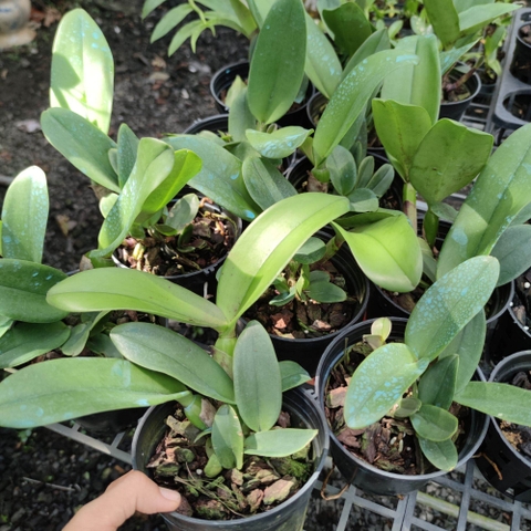 Lan Cattleya Vua Mèo -Rlc Hwa Yuan Grace cây Đài Loan, chậu trưởng thành