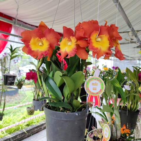 Lan Cattleya Bảo Nghi, chậu to trưởng thành đang cho hoa