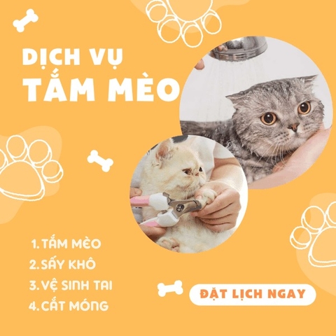 [Demo 3] Dịch vụ tắm Spa trọn gói cho Mèo