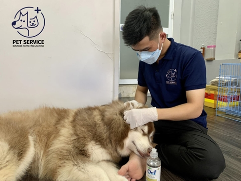 Dịch vụ Khám Chữa Bệnh Tại Nhà Cho Thú Cưng