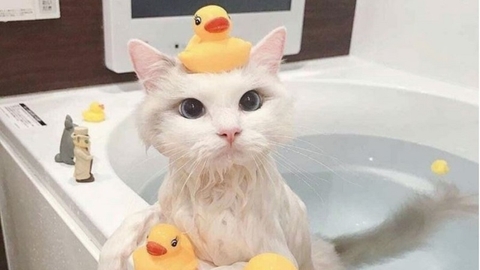Dịch Vụ Tắm Căn Bản Cho Mèo