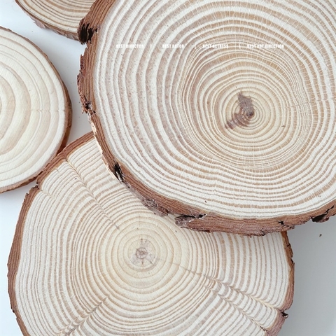Gỗ tròn Decor chụp ảnh sản phẩm 15*1,5cm