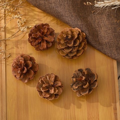 Set MC 5 QUẢ THÔNG khô size 5-6cm