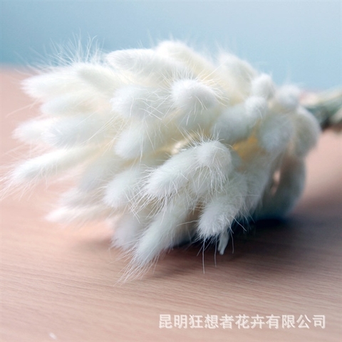 Cỏ đuôi thỏ TRẮNG khô (bó 30 bông)