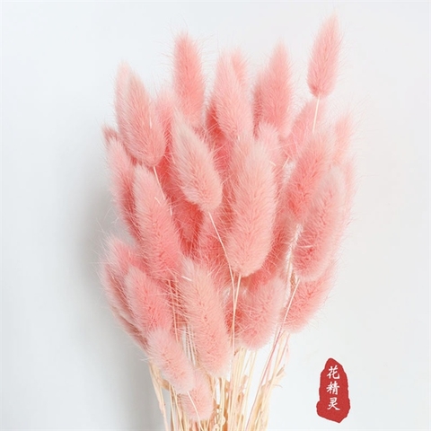 Cỏ đuôi thỏ HỒNG khô (bó 30 bông)