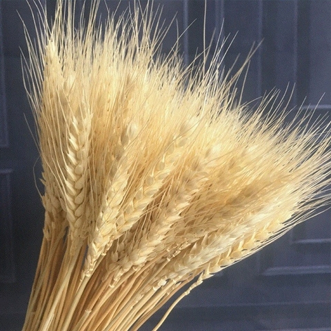 Bó lúa mạch khô dài 60cm