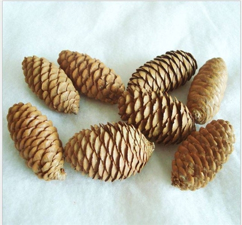 Quả thông dài trung（12-14cm）