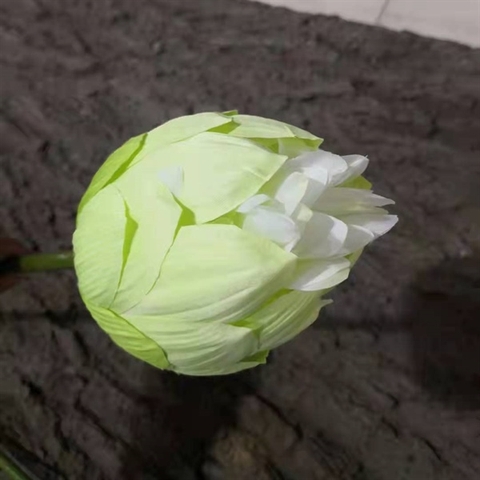 H52 Hoa sen màu trắng size to