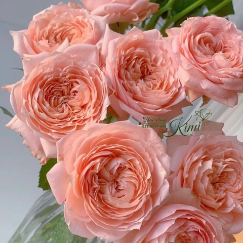 Hoa Hồng Julieta  - Julibee Rose