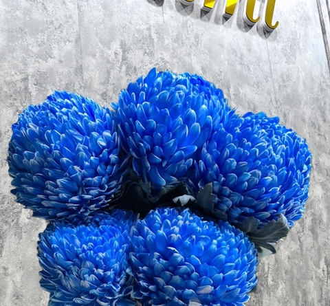 Cúc Mẫu Đơn Malaysia - Xanh Coban (Peony Chrysanthemum)