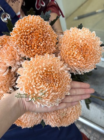 Cúc Mẫu Đơn Malaysia - Nâu Coffee (Peony Chrysanthemum)