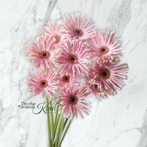 Hoa Đồng Tiền Cánh Xoăn Hồng -  Pasta Gerbera daisies