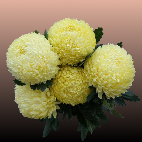 Cúc Mẫu Đơn Malaysia - Vàng Nhạt (Peony Chrysanthemum)