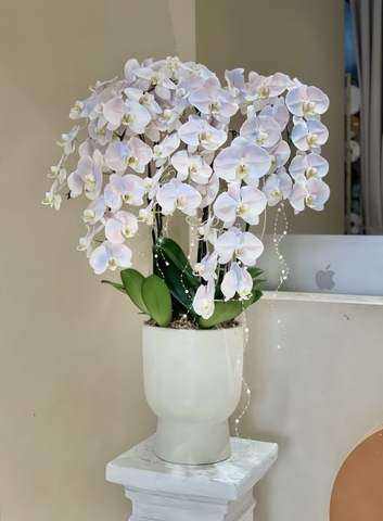 Chậu Lan Hồ Điệp Trắng 10 Cành   HTP0101