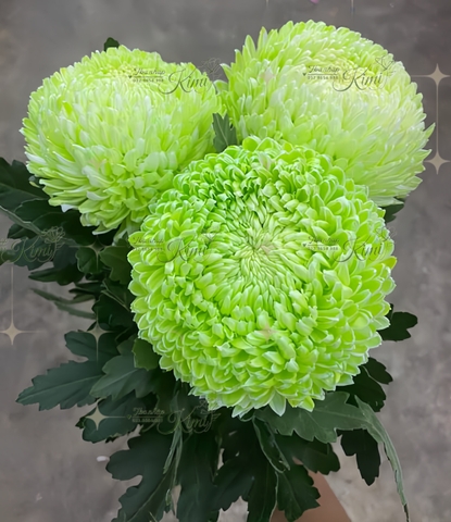 Cúc Mẫu Đơn Malaysia - Xanh Bơ (Peony Chrysanthemum)