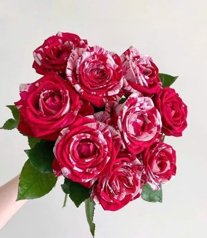 Hoa Hồng Đỏ Kẹo - Julio Iglesias Rose