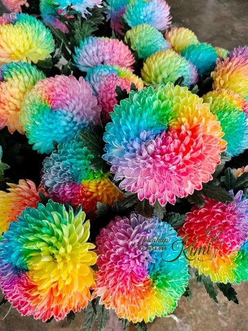 Cúc Mẫu Đơn Malaysia - Cầu Vồng 7 Màu (Peony Chrysanthemum)